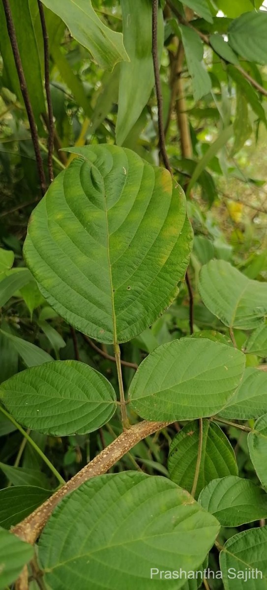 Phyllodium pulchellum (L.) Desv.